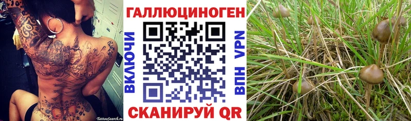 где купить наркоту  Долгопрудный  Галлюциногенные грибы прущие грибы 